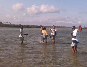 ilha mocambique mangrove